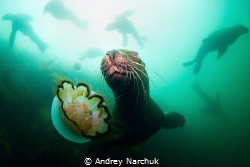 Horde of steller sea lion plays with me and jellyfish.
B... by Andrey Narchuk 